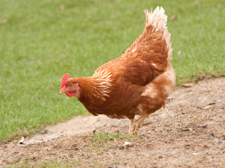 Chicken intent on finding food