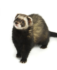 Ferret 4
