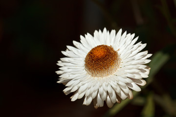 Flower Bellis perennis close up