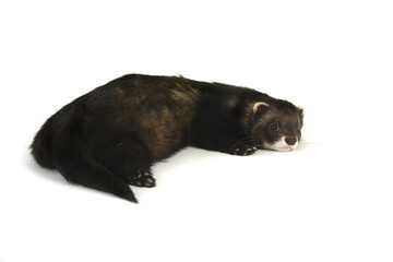Ferret 13