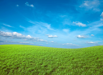 Fototapeta na wymiar Field of green fresh grass under blue sky
