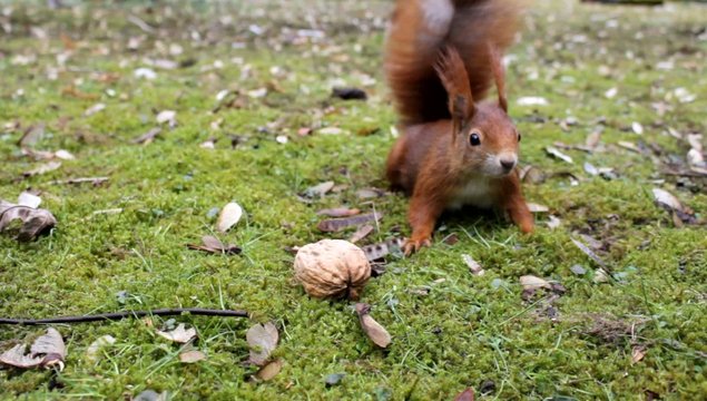 Eichh&ouml;rnchen