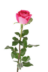 Obraz premium Big and beautiful pink rose on a white background