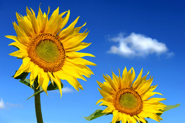 Sonnenblumen 104