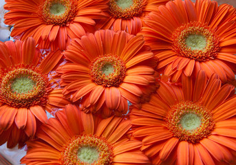 Orange gerbera
