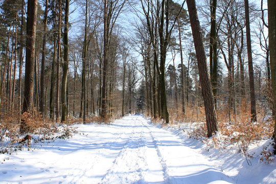 Waldweg