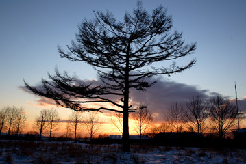 Obraz premium дерево