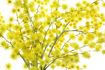 Rameau de mimosa