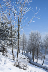 winter landscape with frost
