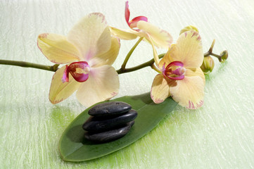 Fototapeta na wymiar Stones massage with flowers Spa concept