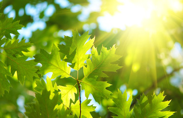Fototapeta na wymiar Green maple leaves background.