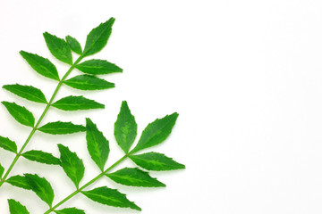 Fototapeta premium Japanese pepper(sansho)