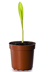 Corn in  pot, studio shot