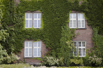 Fototapeta na wymiar Four windows and wall covered in ivy leaves