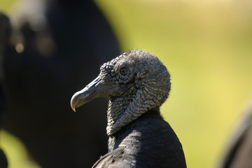 coragyps atratus, black vulture