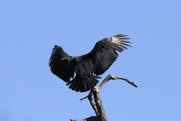 coragyps atratus, black vulture