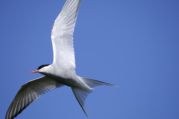 arctic tern, sterna paradisaea