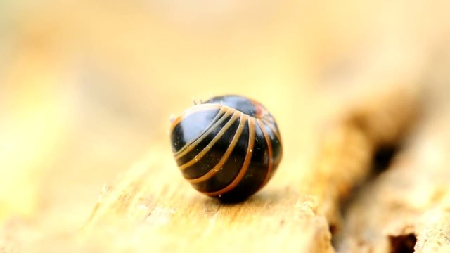 Caduta