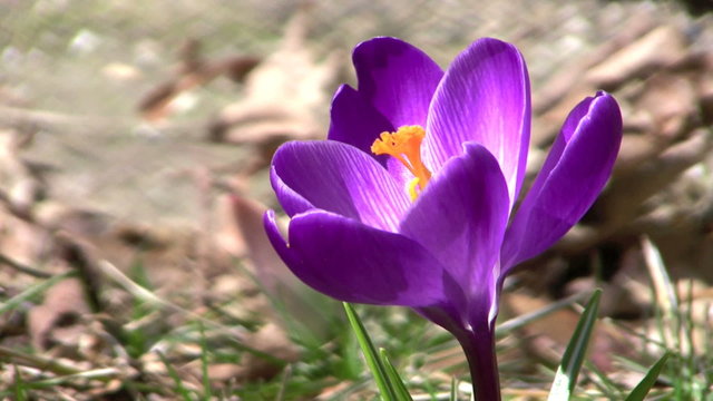 Purple Crocus in Gentle Breeze