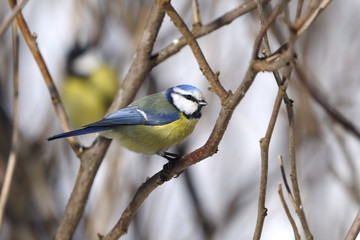 Fototapeta premium blue tit, parus caeruleus