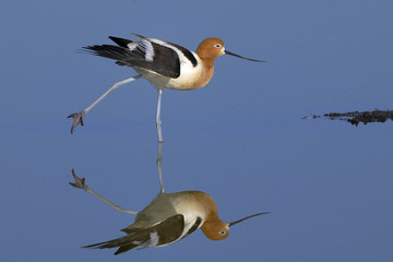 american avocet, recurvirostra americana