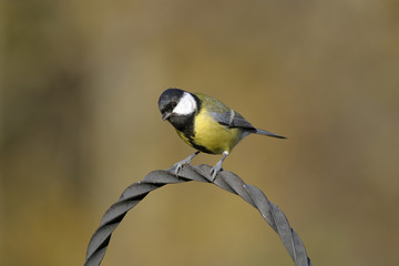 Obraz premium great tit, parus major
