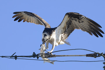 osprey, pandion haliaetus