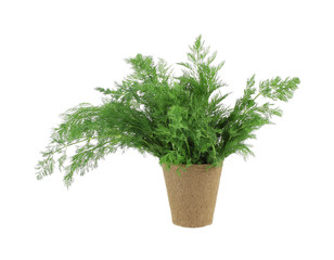 Organic dill herb in peat pot