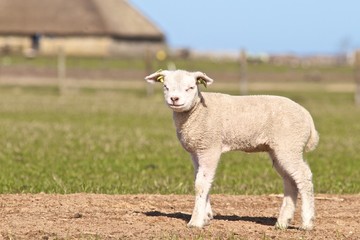 Obraz premium Lamm im Frühjahr