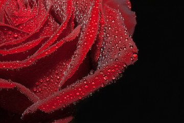 Rose mit Tropfen