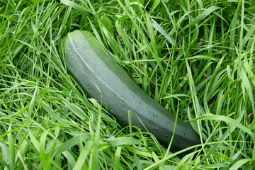 Zucchini on the green grass background