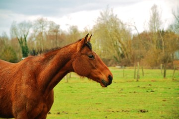 Fototapeta premium Cheval.