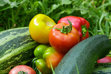 Vegetables on the green grass background