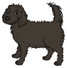 Hund, Haustier, Freund, lieb, treu, niedlich