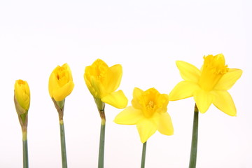 Daffodils in different stages of blooming on white background