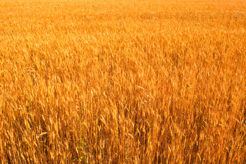 Yellow wheat field isolated