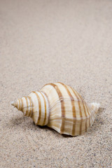 Macro studio shot of beautiful sea shell on a yellow sand