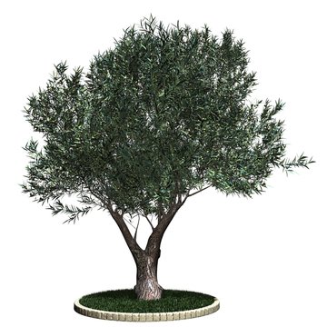 Baum - Olive