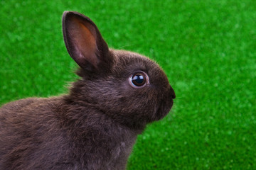close-up of rabbit