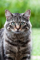 Looking Cat