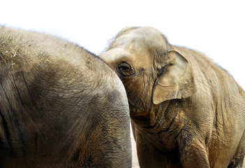 Naklejka premium elefant