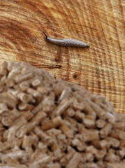 Schnecke am Baum mit Holzpellets