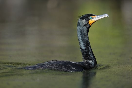 Double crested cormorant portrait Cormoran