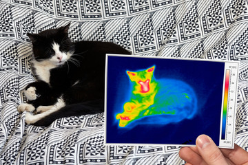 thermography of a domestic cat lying on a sofa