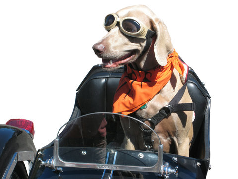 cane motociclista con sfondo bianco