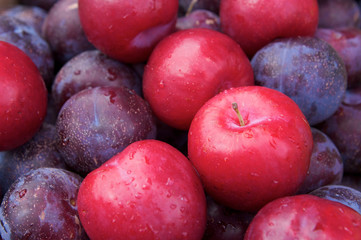 Plum fruit with water dripping on their