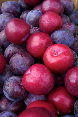 Plum fruit with water dripping on their