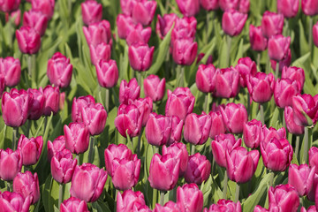 Fototapeta premium Glade of purple tulips