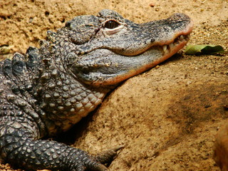 El cocodrilo