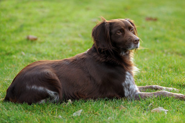 &eacute;pagneul breton couch&eacute;